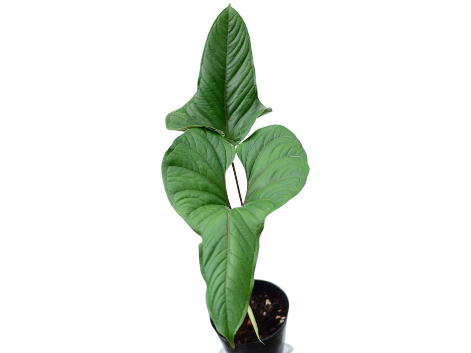 Anthurium insigne