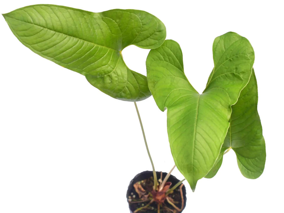 anthurium insigne price Anthurium insigne Camaño
