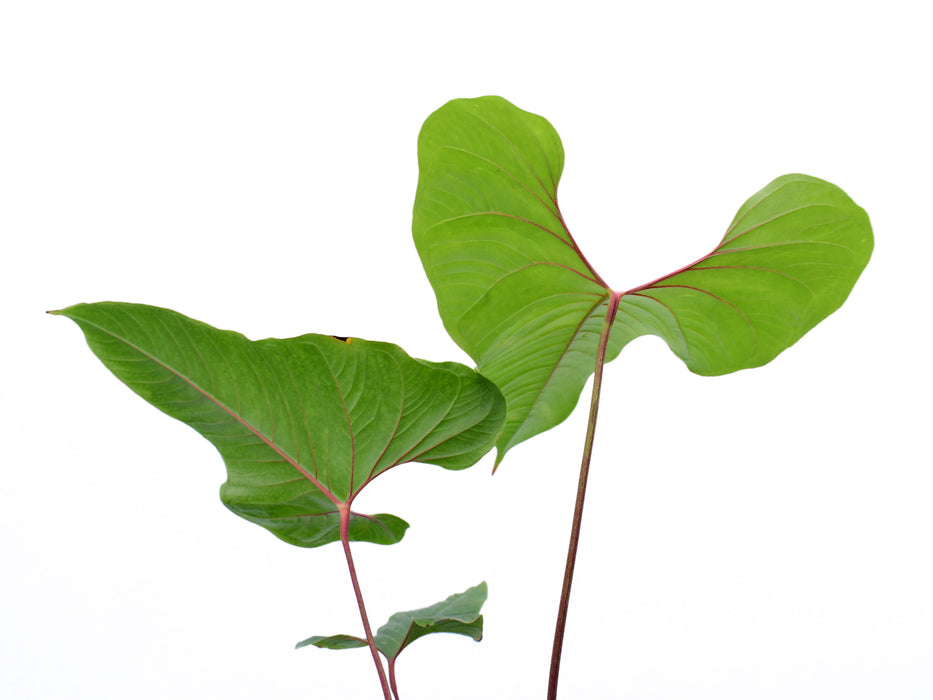 Anthurium insigne 'Crystal'