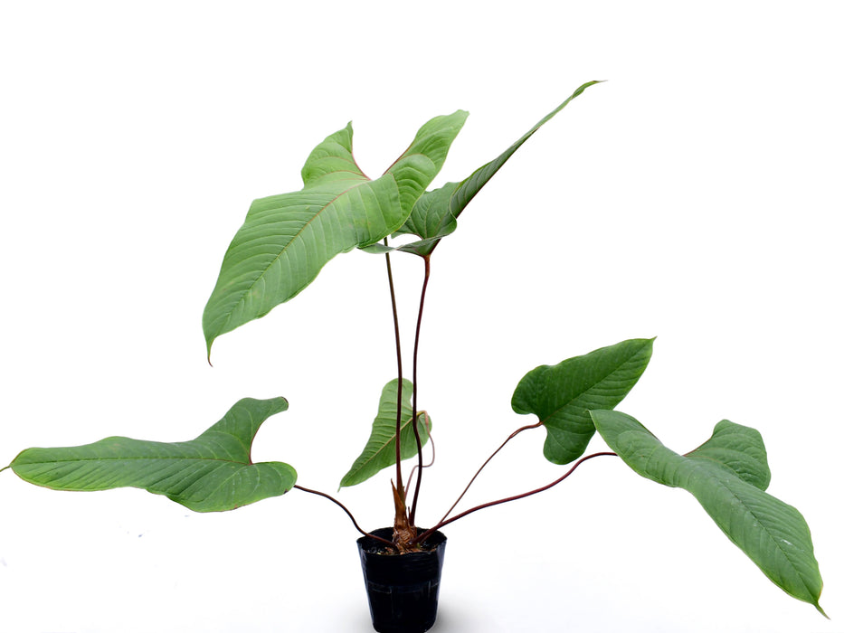 Anthurium insigne 'Crystal'