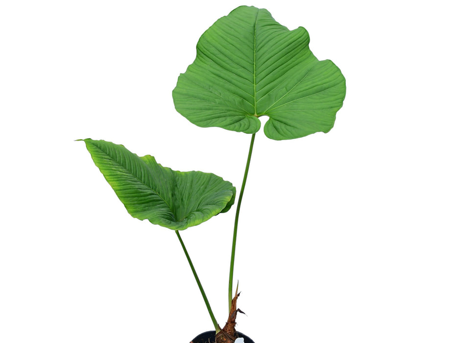 Anthurium insigne Ecuagenera