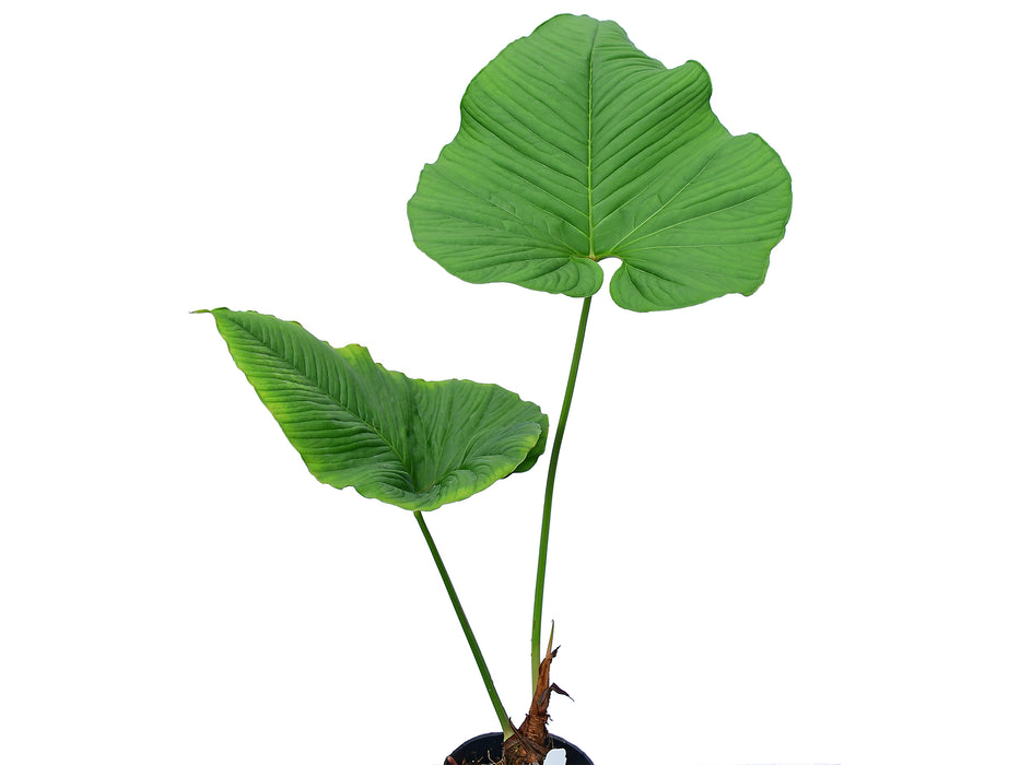 Anthurium insigne 'Ecuagenera'
