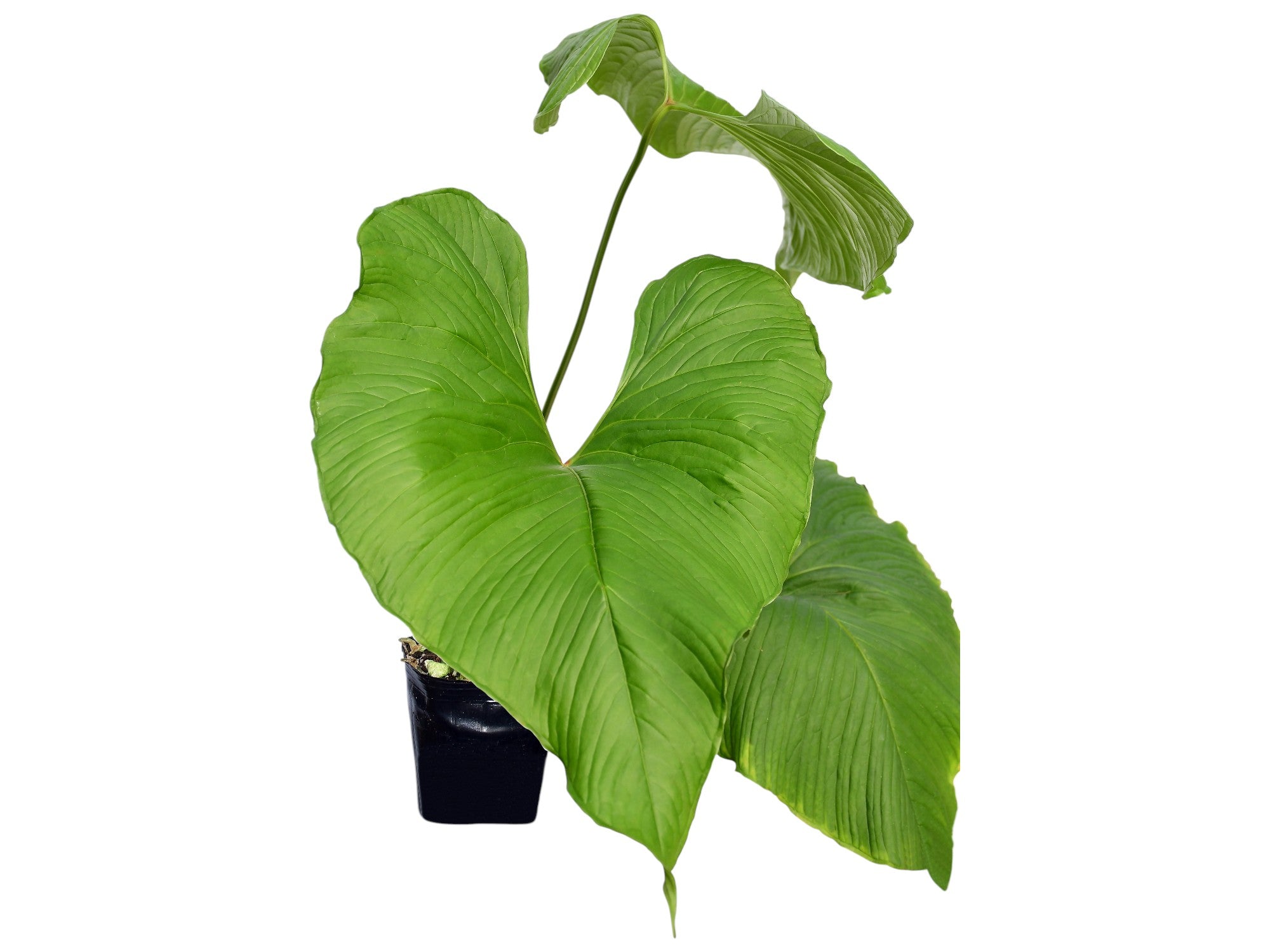 Anthurium insigne Ecuagenera Special Clone - Premium Corrugated Foliage   Ecuagenera USA Corp