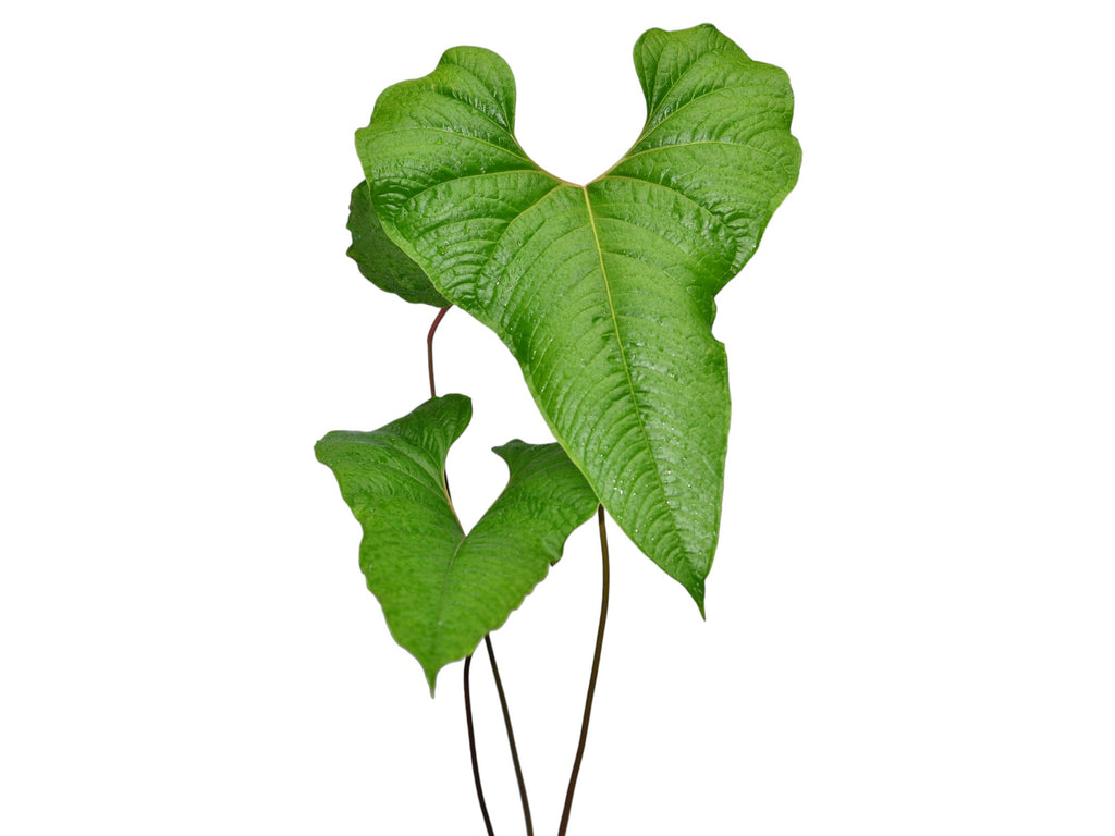 Anthurium Insigne Paquishae - Textured Variety