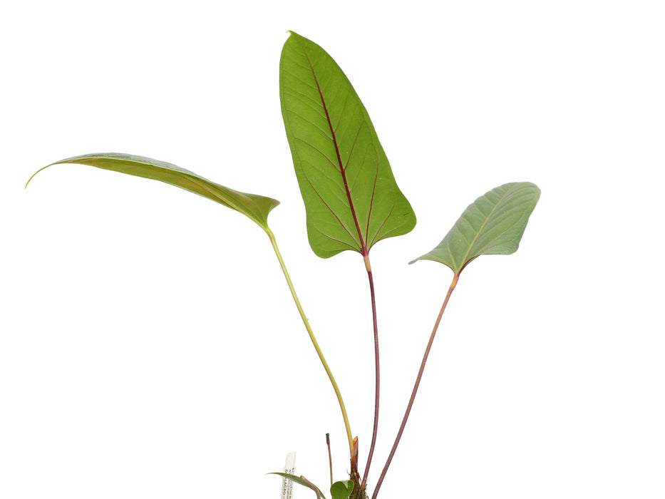 Anthurium insigne 'Paquishae Rojo'