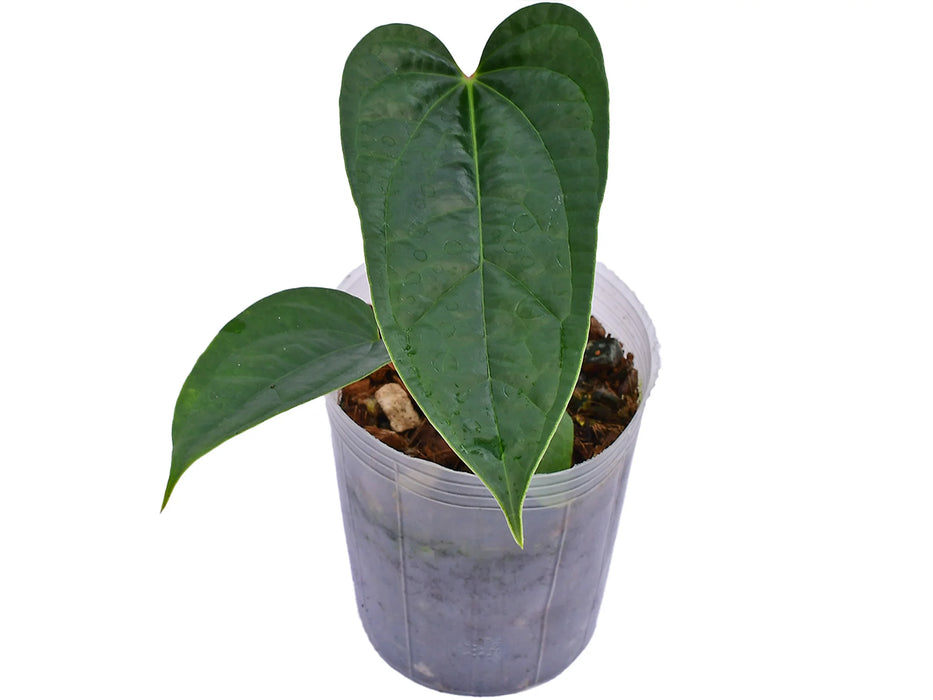 anthurium insigne Anthurium Insigne Paradise x Luxurians Hybrid