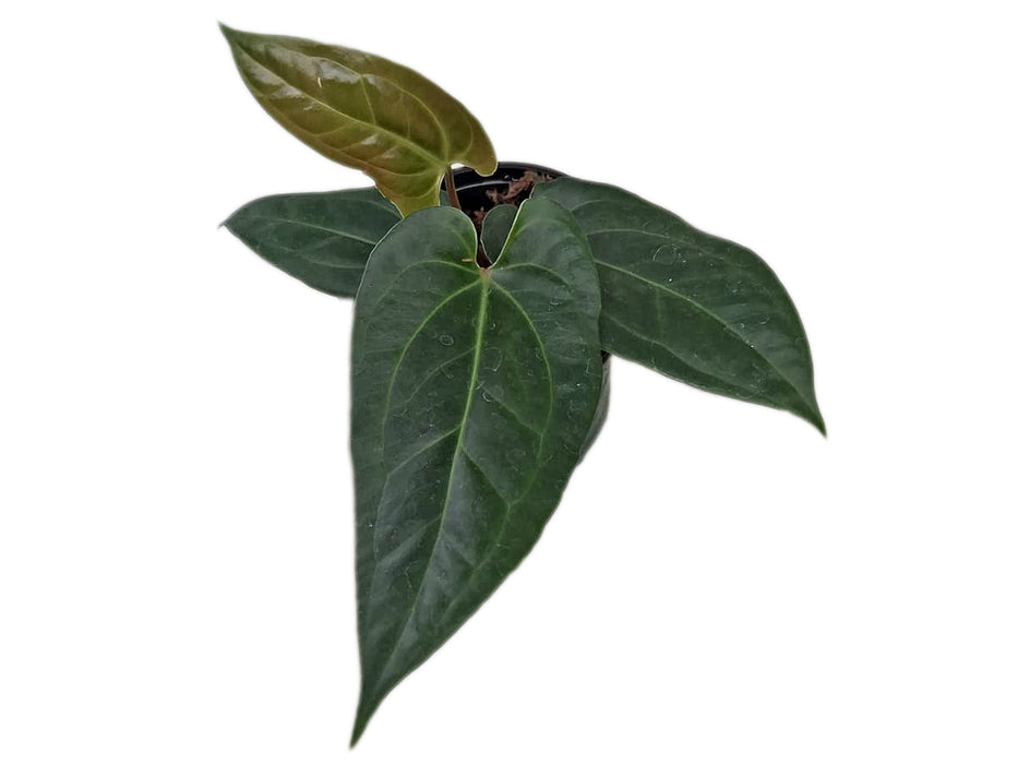 Anthurium insigne 'San Antonio' x Anth. besseae aff