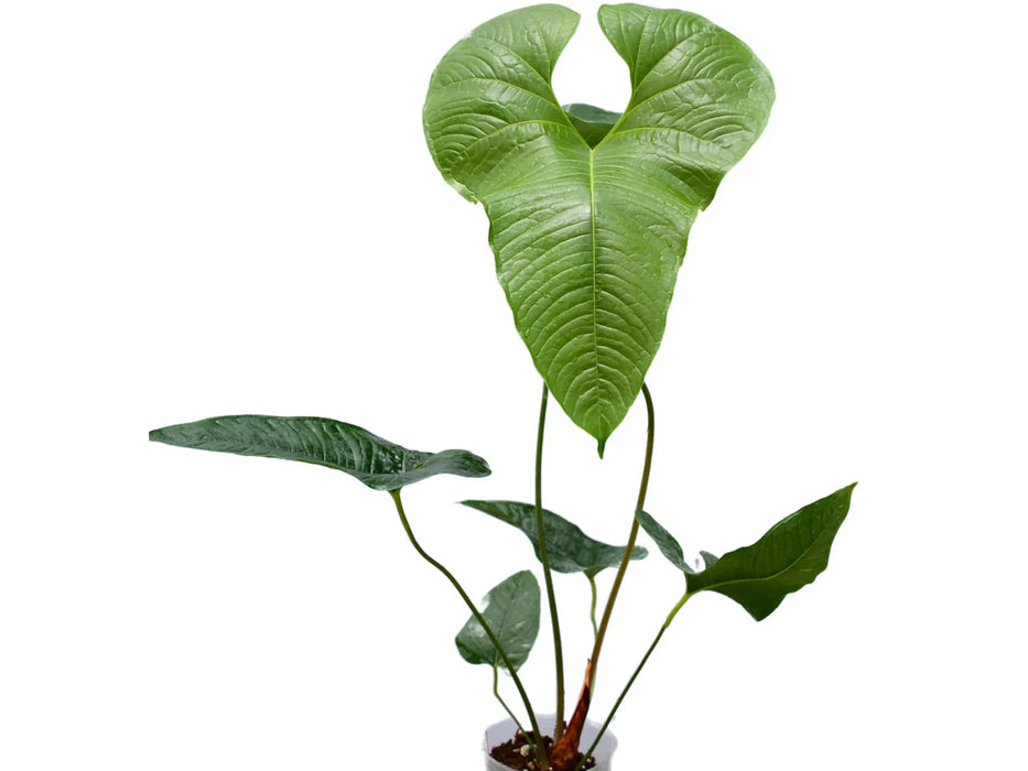 anthurium insigne el oso Anthurium insigne cf