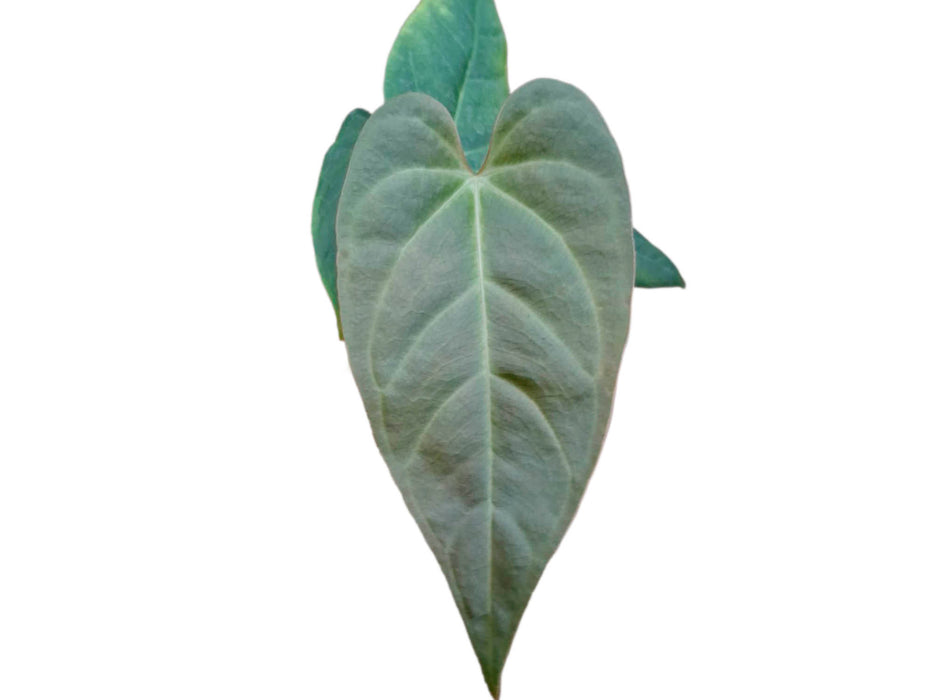 Anthurium insigne cf x Anthurium crystalinum (M)