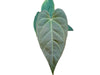 Anthurium Symbol of The Crystal