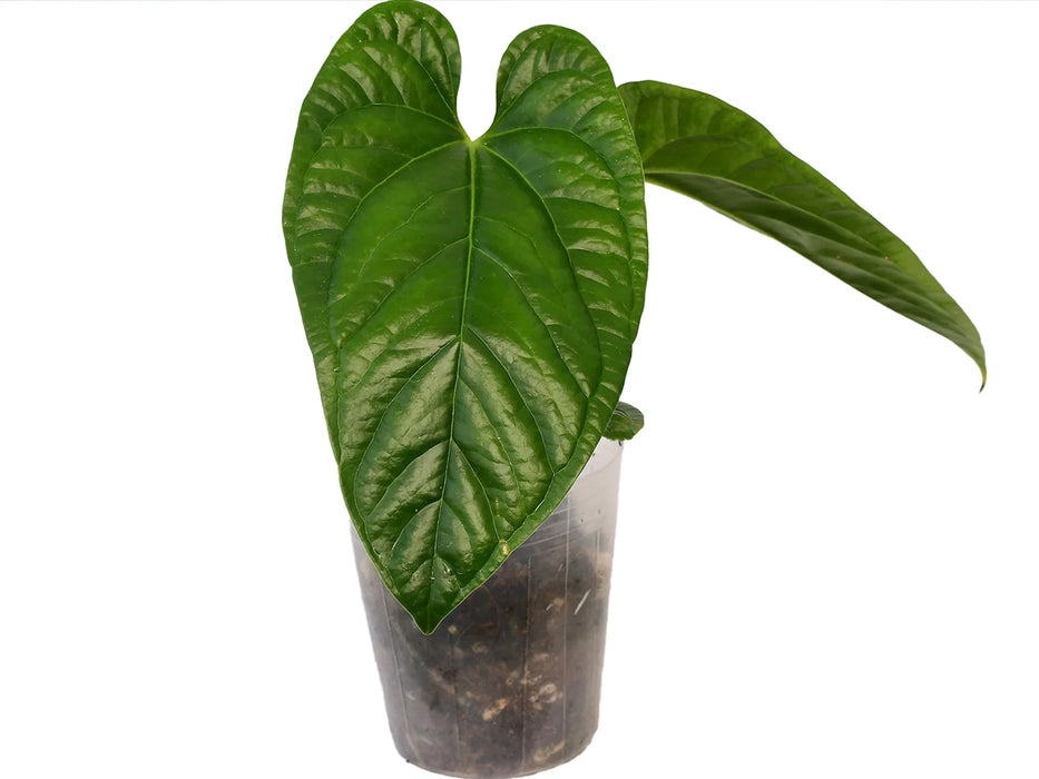 anthurium insigne el oso Anthurium Luxurious Symbol