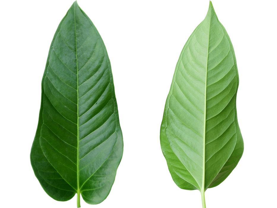 Anthurium insigne gigante