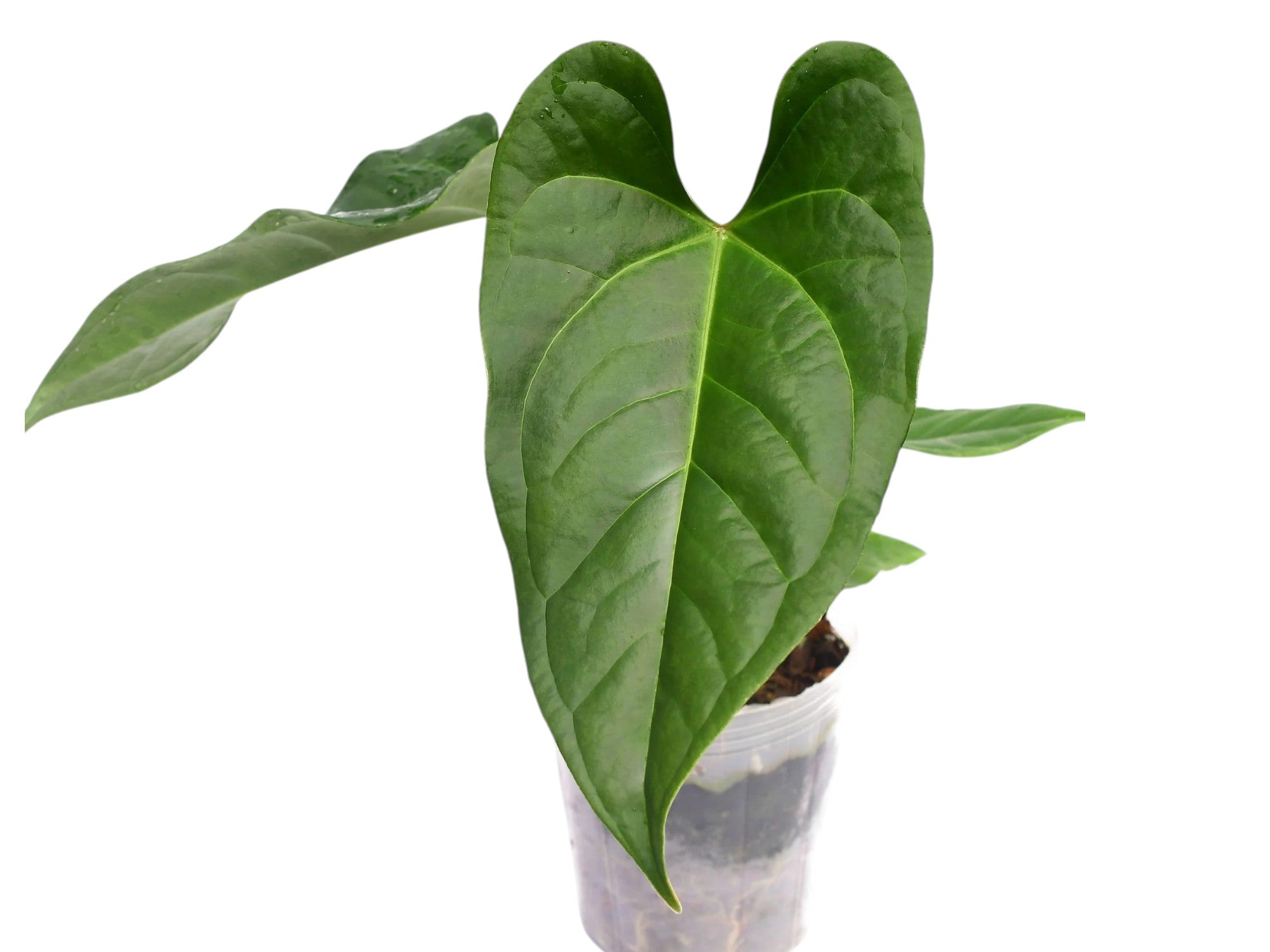 anthurium insigne Anthurium insigne 'Paradise' x Anthurium forgetii