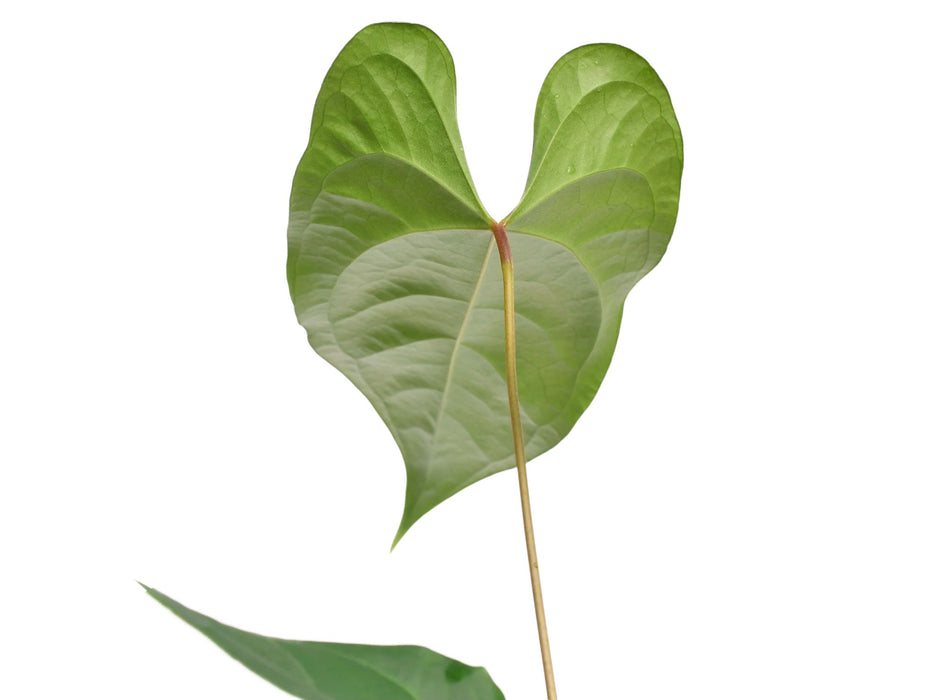 Anthurium Insigne Paradise x Forgetii Hybrid