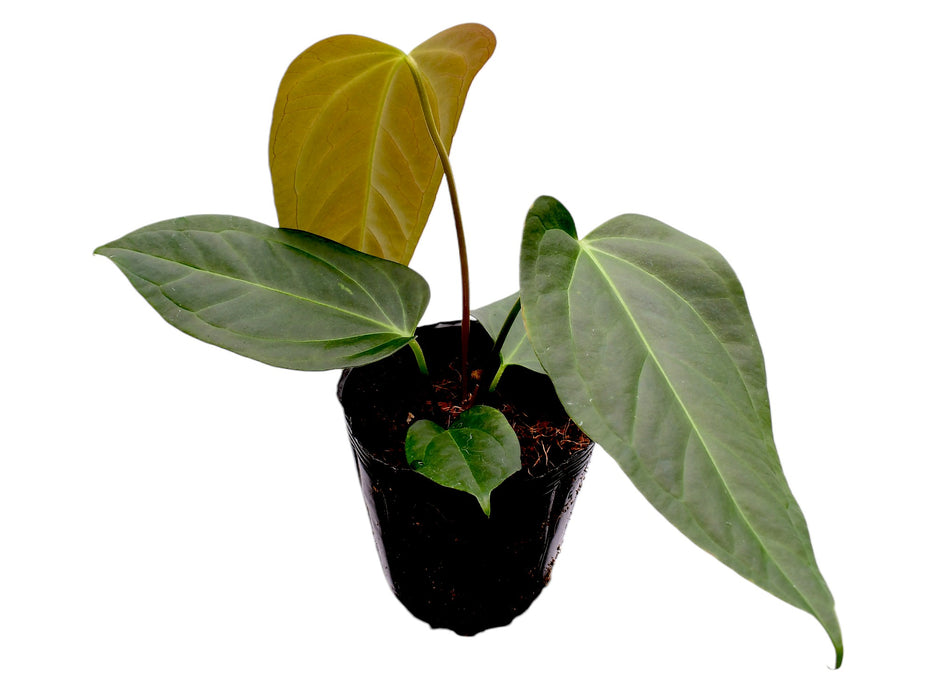 Anthurium insigne x Anthurium carlablackiae