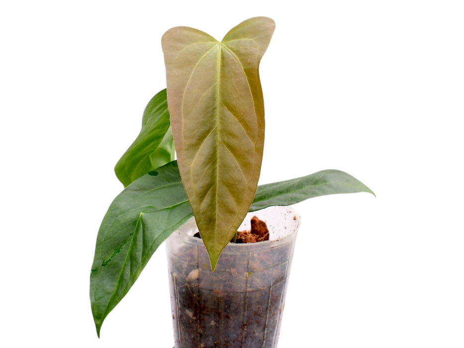 Anthurium insigne x Anthurium carlablackiae