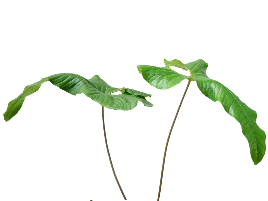 Anthurium ivanportillae - Elongated Corrugated Leaves Rare