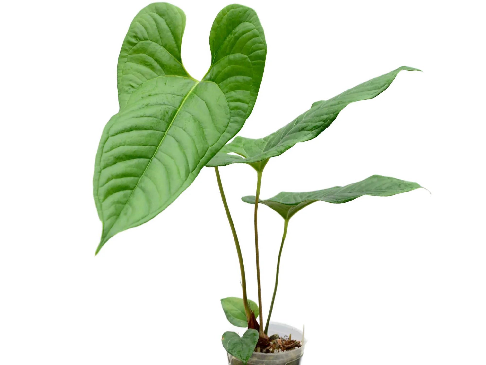 Anthurium ivanportillae (seedling) — Ecuagenera USA Corp Anthurium ivanportillae (seedling) — Ecuagenera USA Corp