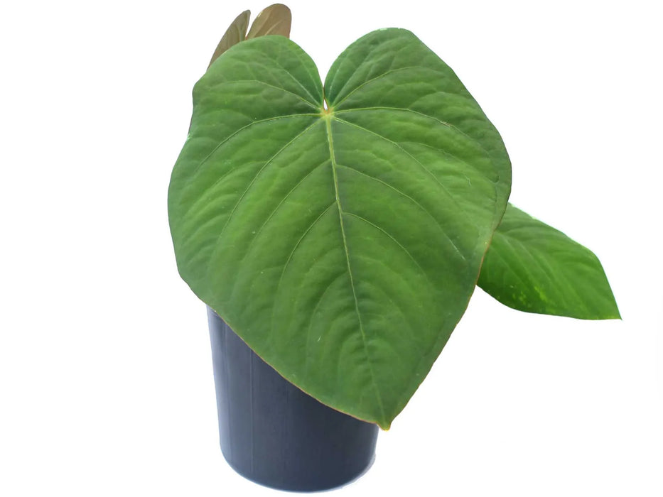 Anthurium kunayalense