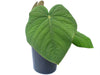 Anthurium kunayalense