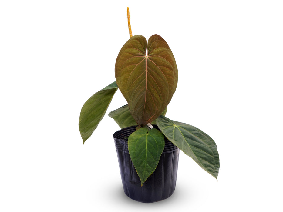 Anthurium kunayalense x Anthurium papillilaminum