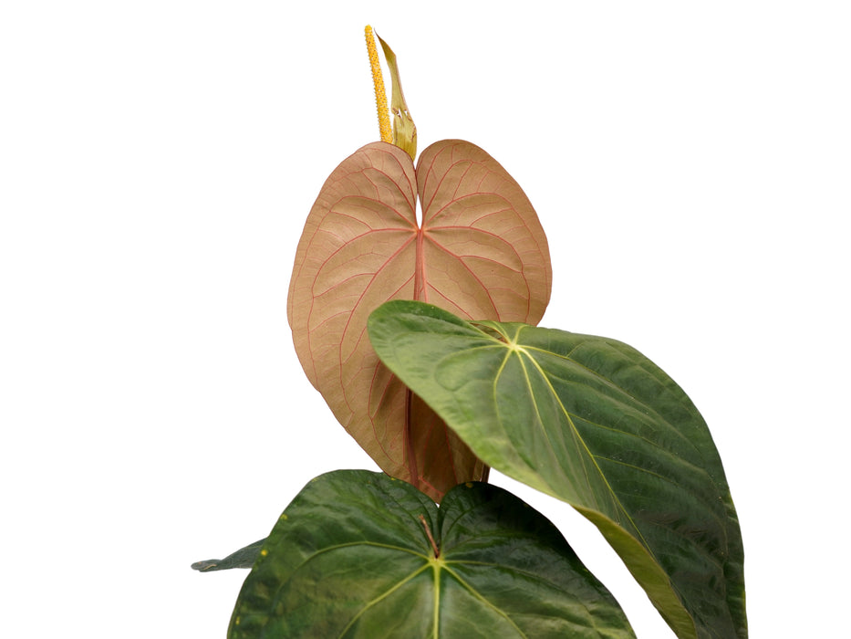 Anthurium kunayalense x Anthurium papillilaminum