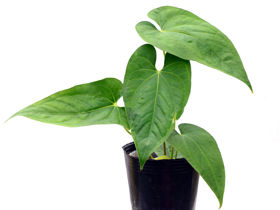 Anthurium kunayalense x Anthurium rotundistigmatum