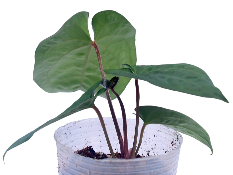 Anthurium kunayalense x Anthurium Capibara