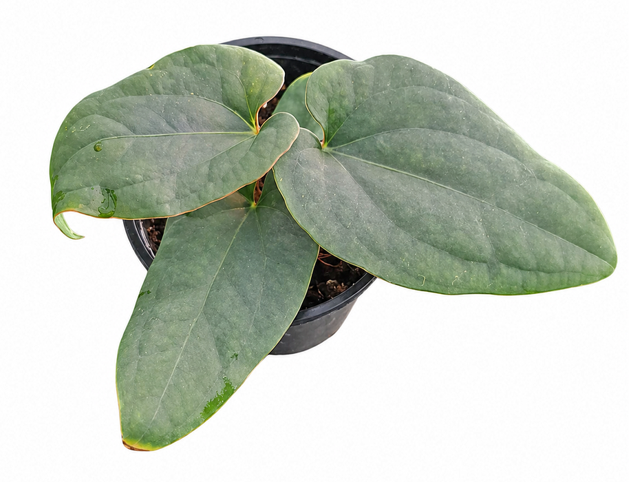 Anthurium kunayalense x Anthurium dressleri (seedling)