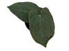 Anthurium kunayalense x Anthurium papililaminum 'Inverse crossing' (seedling)