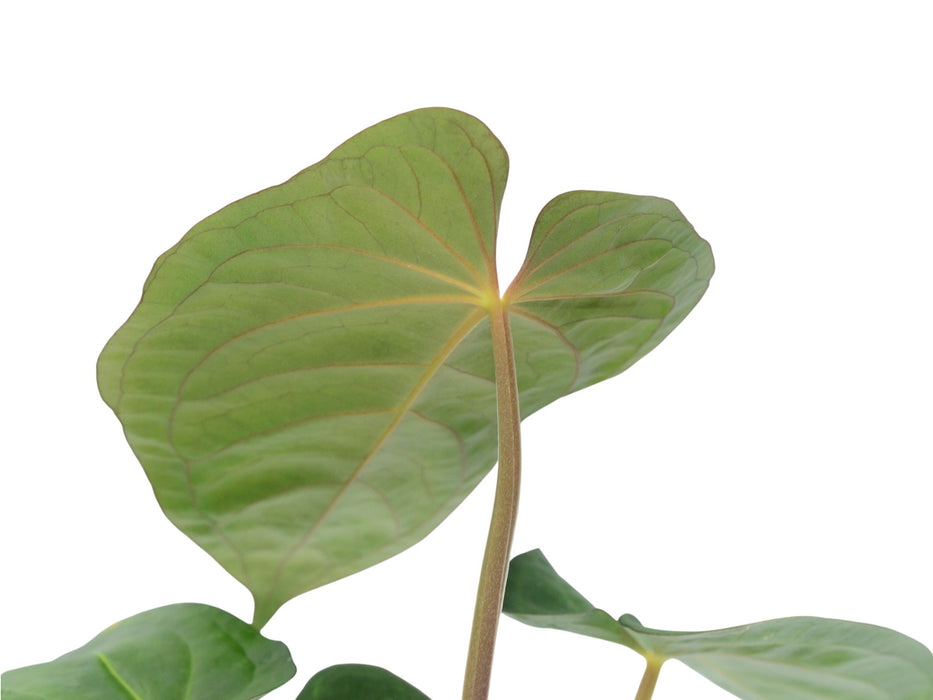 Anthurium kunayalense x Anthurium papililaminum 'Inverse crossing' (seedling)