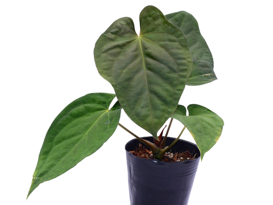 Anthurium kunayalense x Anthurium papililaminum 'Inverse crossing' (seedling)