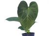 Anthurium kunayalense x Anthurium papililaminum (seedling)