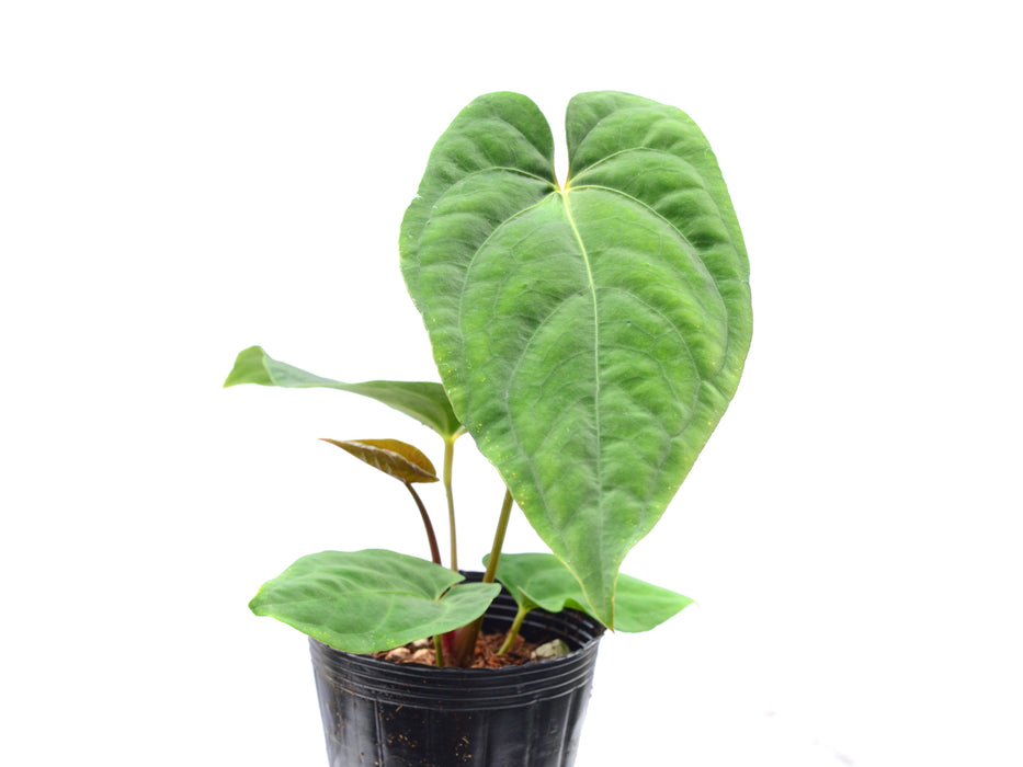 Anthurium kunayalense x Anthurium papillilaminum (seedling)