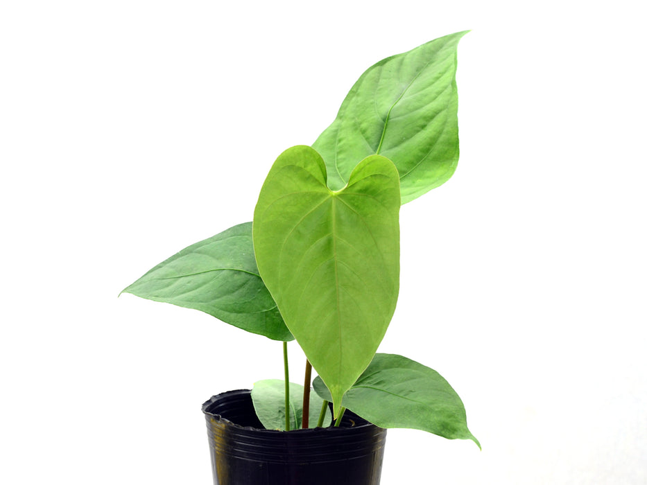 Anthurium kunayalense x Anthurium rotundistigmatum