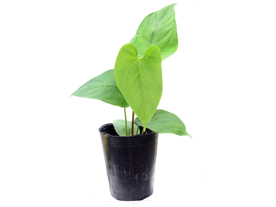 Anthurium kunayalense x Anthurium rotundistigmatum