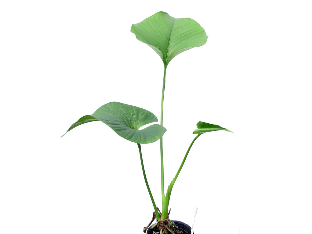 anthurium lanceolatum Anthurium lancea Ecuagenera