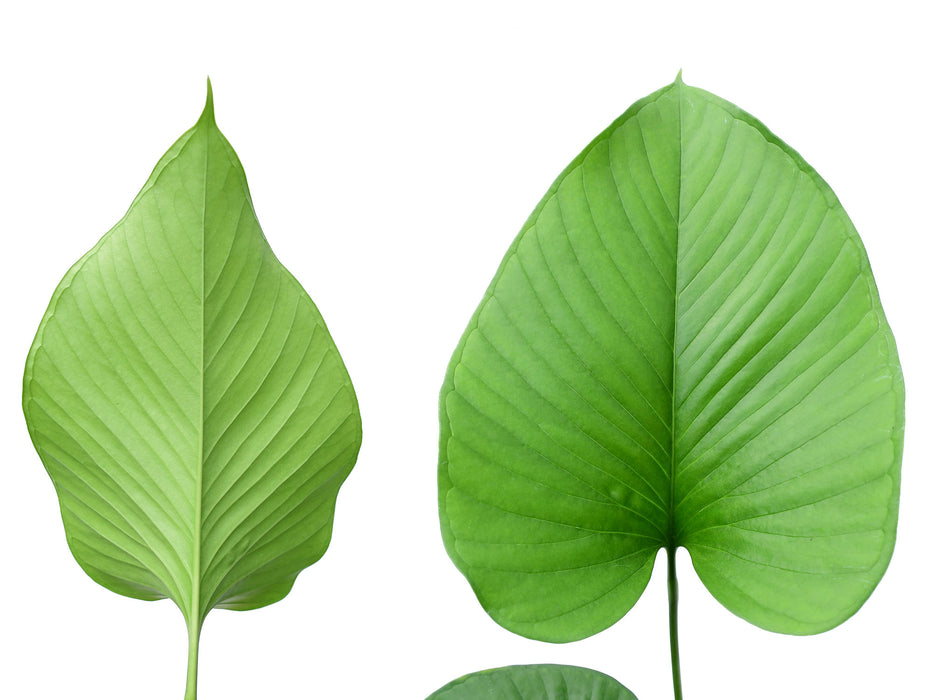 anthurium lanceolatum Anthurium lancea Ecuagenera