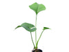 Anthurium lancea Ecuagenera