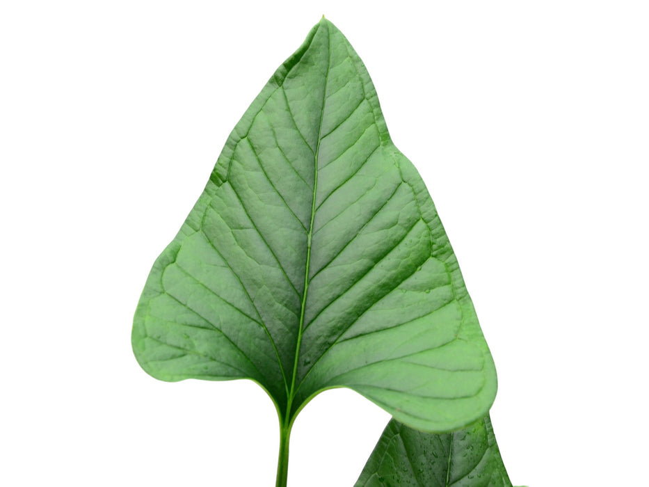 anthurium lancea Anthurium lancea — Ecuagenera USA Corp