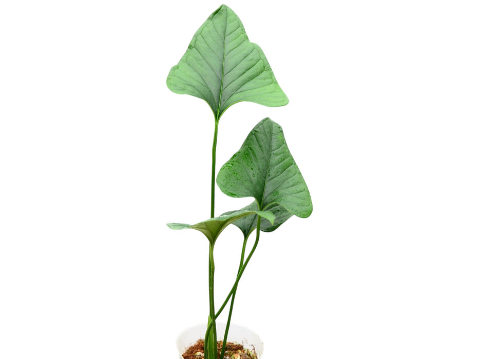 anthurium lanceolatum Anthurium lancea — Ecuagenera USA Corp