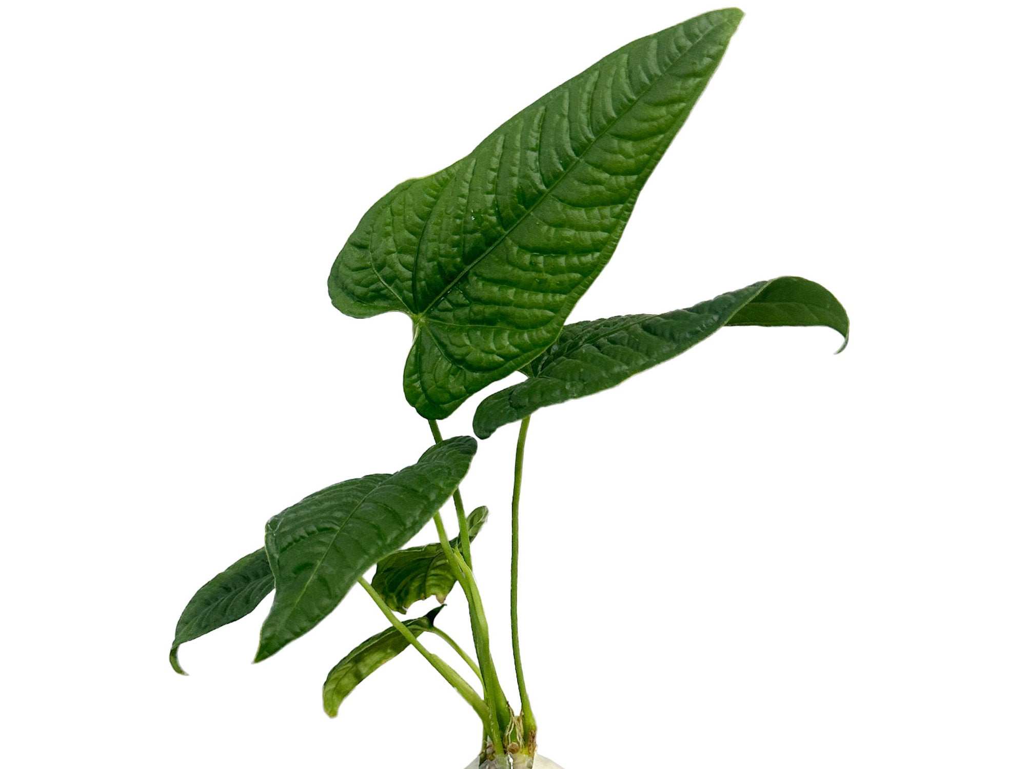 Anthurium lapoanum (XS) — Ecuagenera USA Corp