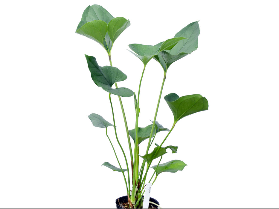 philodendron lentii Anthurium lentii