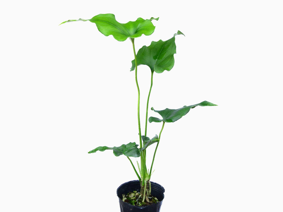 Anthurium lentii Ecuagenera