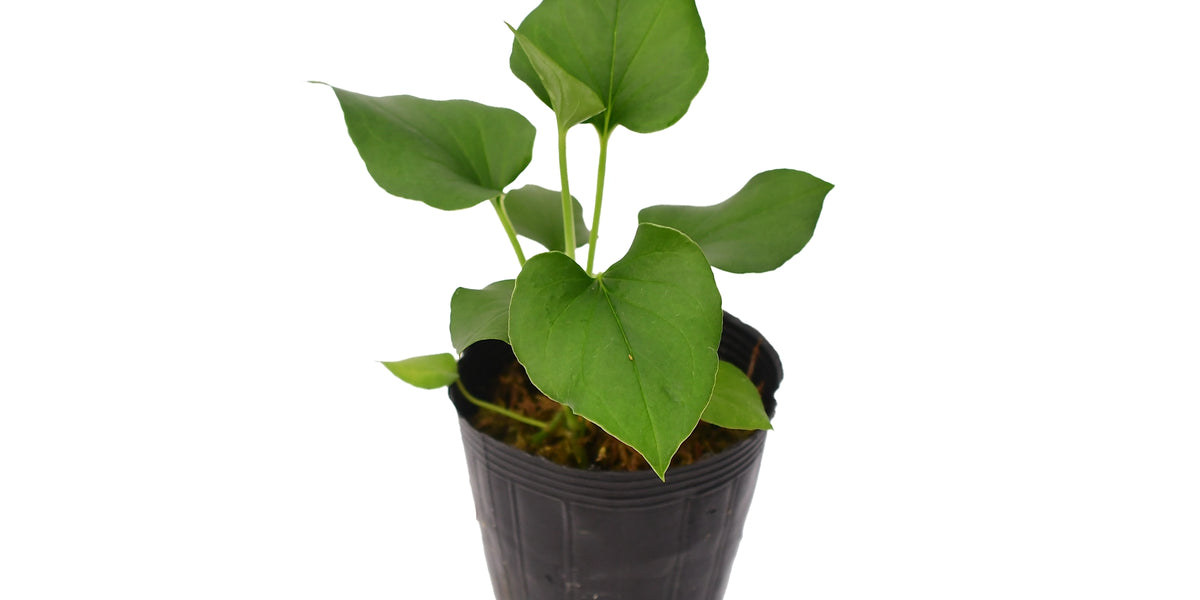 zimmerpflanze philodendron Philodendron 69686 – Foliage Dreams main image 0