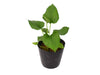 Anthurium lentii (seedling)