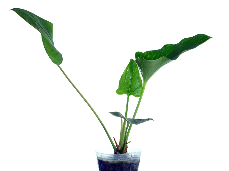 anthurium lentii Anthurium lentii (seedling)