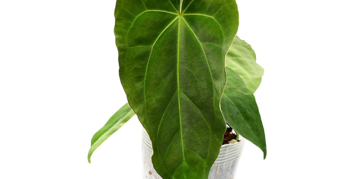 anthurium ecuadorensis Anthurium Lightning