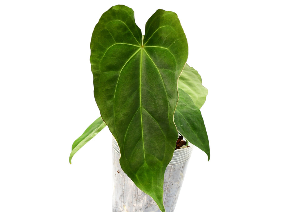 Anthurium Lightning