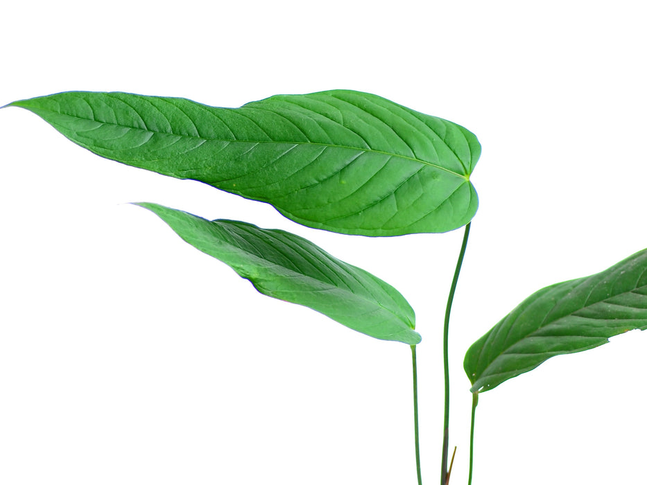 Anthurium lineolatum